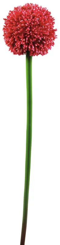 EUROPALMS Alliumzweig, rot, 55cm | Sparangebot