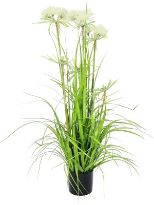 EUROPALMS Sterngras, 120cm - Abverkauf