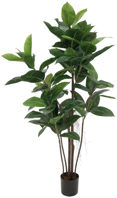 Hochwertig | EUROPALMS Gummibaum, 120cm