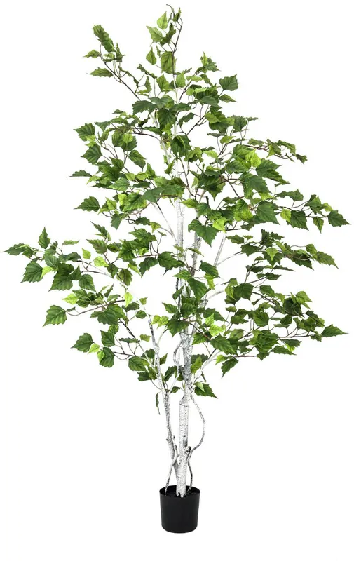 EUROPALMS Birkenbaum, 150cm - Kostenlose Rückgabe