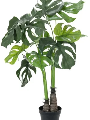 EUROPALMS Monstera deliciosa, 90cm | Meistverkauft