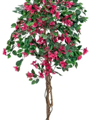 EUROPALMS Bougainvillea, rot, 150cm - Profi-Qualität