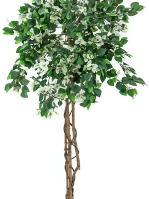 Sicher bezahlen - EUROPALMS Bougainvillea, weiß, 150cm