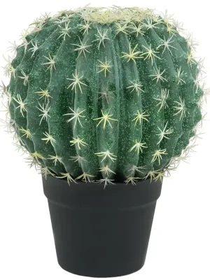 EUROPALMS Kugelkaktus, 34cm - Markenqualität