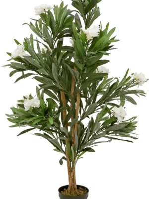 EUROPALMS Oleanderbaum, weiß, 120 cm - Preishit