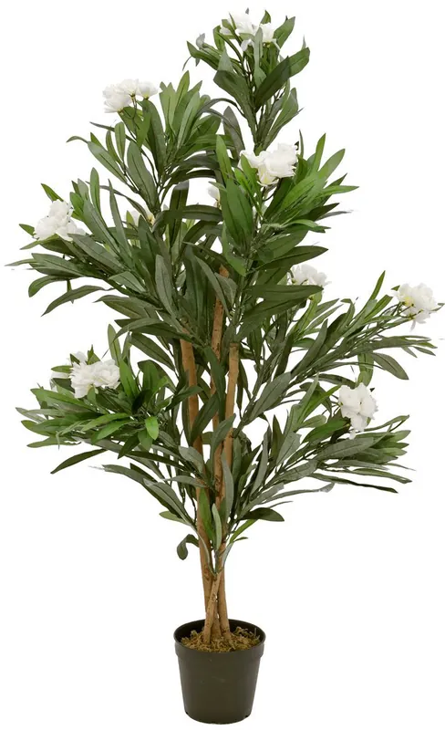 EUROPALMS Oleanderbaum, weiß, 120 cm - Preishit