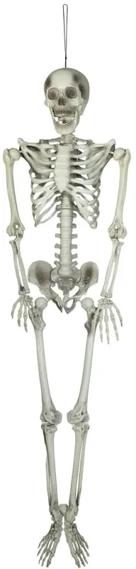 EUROPALMS Halloween Skelett, 150 cm - Nur wenige verfügbar