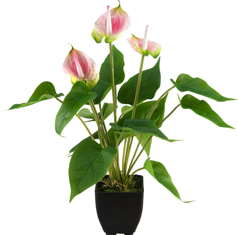 EUROPALMS Anthurie, Kunstpflanze, weiß pink | Bewährte Qualität