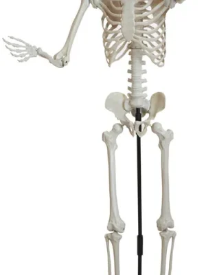 EUROPALMS Halloween Skelett, stehend, 150 cm | Günstig