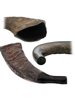 Büffelhorn 43 cm | Premium-Qualität